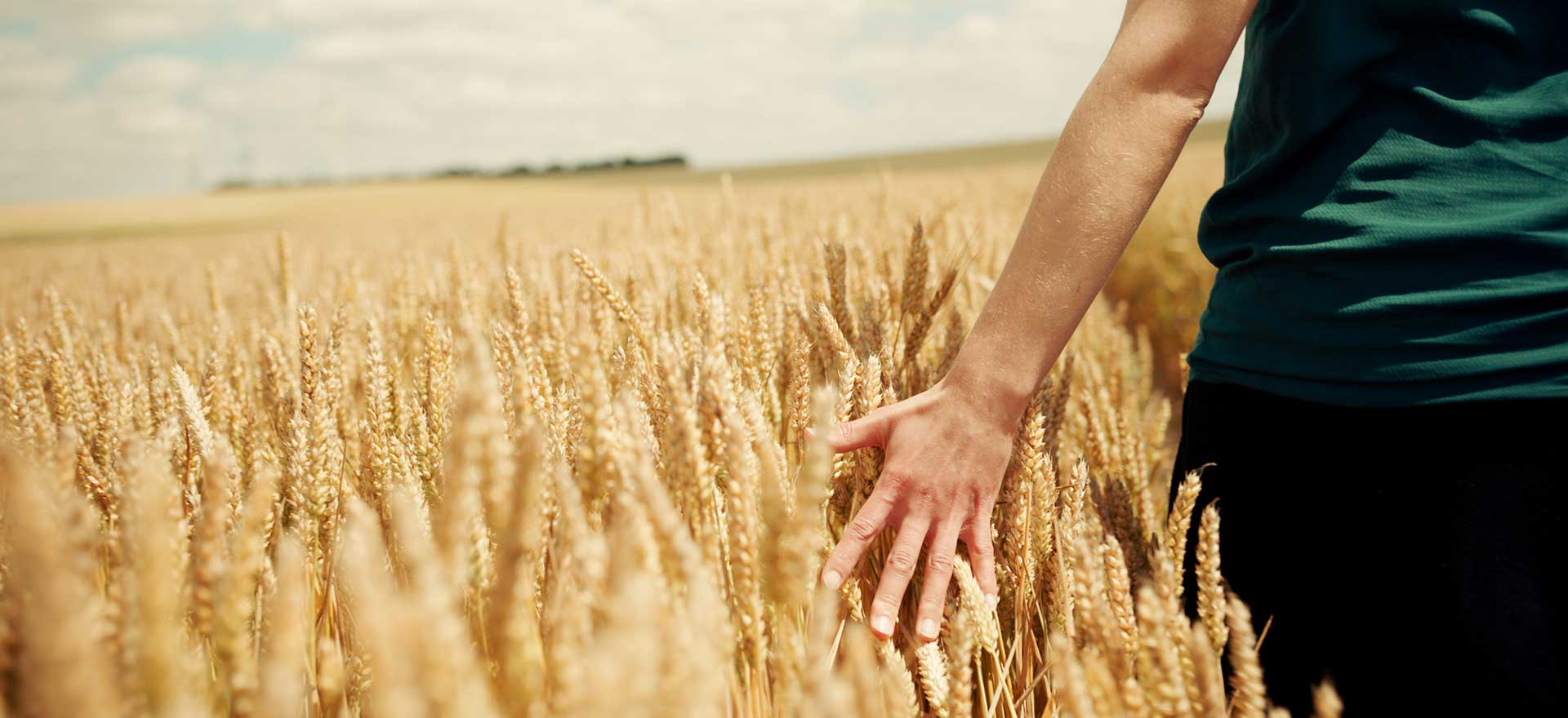 Person walking through a wheat field while grazing the wheat with their hand.