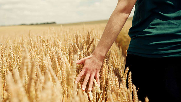 Person walking through a wheat field while grazing the wheat with their hand.