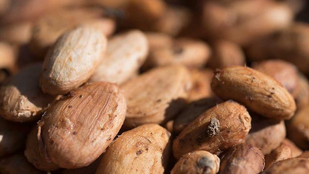 Up-close photo of cocoa seeds 