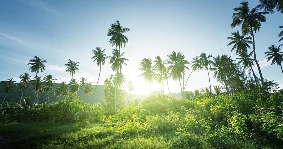 Sunset in jungle