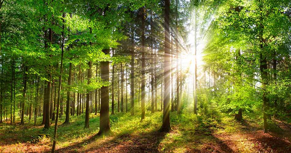 Forest with sun shining through trees