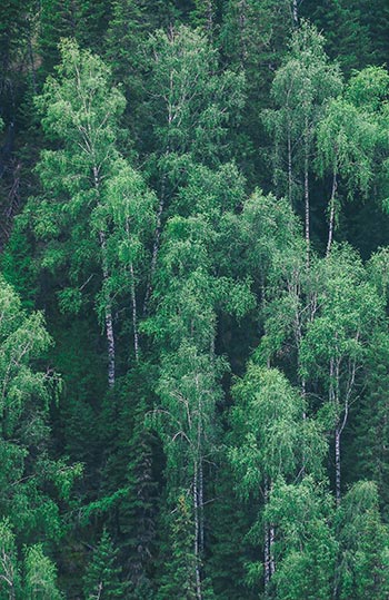 lush forest of trees