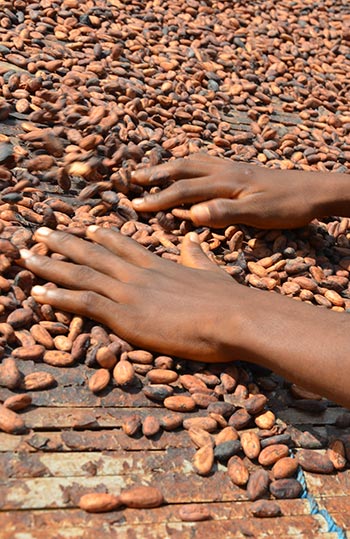 Sunny photo of 2 hands placed on cocoa seeds