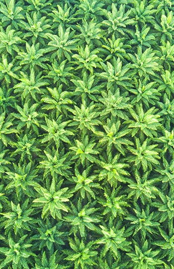 Palm oil plants from above.
